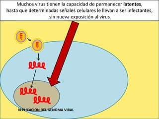 REPLICACIÓN DEL GENOMA VIRAL
Muchos virus tienen la capacidad de permanecer latentes,
hasta que determinadas señales celulares le llevan a ser infectantes,
sin nueva exposición al virus
 