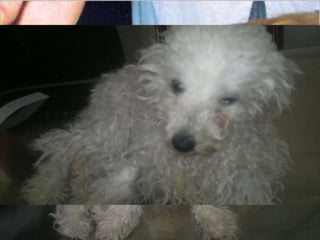 DISTEMPER CANINO
(morbillivirus , Flia. Paramyxoviridae)
• Conjuntivitis. Rinitis serosa y luego mucopurulenta
• Amigdalitis, traqueítis, tos y bronconeumonia.
• Diarrea y vómitos
• Pústulas en la piel del abdomen
• Hiperqueratosis de los cojinetes plantares y del morro.
• Incoordinación, convulsiones, alteración del carácter, mioclonías,
tortícolis, paresia del tren posterior y problemas visuales
RABIA
• Salivación acentuada
• Intranquilidad
• Anorexia
• Gran agresividad, el animal muerde cualquier cosa, no reconoce a
sus amos, camina en forma tambaleante, emite ruidos extraños por
la parálisis de las cuerdas vocales
• Hay parálisis y mueren entre 3 y 4 días después que la
sintomatología se ha iniciado
PARVOVIRUS
virus ADN, género Parvovirus, familia Parvoviridae: parvovirus canino tipo 2 (PVC-2)
• Vómitos severos y explosivos
• Anorexia
• Decaimiento
• Meteorismo
• Diarrea fétida, acuosa o pastosa con cantidades variables de sangre
 