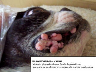 TRAQUEOBRONQUITIS INFECCIOSA CANINA
- Virus Parainfluenza tipo 2, paramyxovirus , familia Paramyxoviridae
- Adenovirus canino tipo 2 (AVC-2)
- Virus herpes canino tipo 1 (VHC-1)
• Gran descarga nasal serosa
• Fiebre moderada
• Tos aguda
PAPILOMATOSIS ORAL CANINA
( virus del género Papilloma, familia Papovaviridae)
• presencia de papilomas o verrugas en la mucosa bucal canina
 