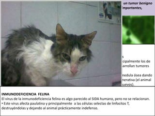 PANLEUCOPENIA FELINA
es causada por un parvovirus estrechamente
relacionado al Parvovirus Canino
• Fiebre, luego hipotermia
• Anorexia
• Depresión
• Vómitos
• Diarrea
• Deshidratación severa
LEUCEMIA FELINA
es causada por un retrovirus
• los ganglios linfáticos, principalmente los de
los pulmones y riñones, desarrollan tumores
llamados LINFOSARCOMAS.
• Anula las funciones de la medula ósea dando
lugar a una anemia no regenerativa (el animal
no produce glóbulos rojos nuevos).
• Virus ataca el sistema inmunológico el cual
empieza a fallar y el gato queda indefenso
frente a cualquier tipo de enfermedad, ya sea
del sistema respiratorio, digestivo, ocular o
hasta dental.
Gato positivo a FeLV con un osteocondroma. Se trata de un tumor benigno
pero a veces puede provocar compresiones de órganos importantes,
como en el caso del ojo y la cavidad nasal de este gato
INMUNODEFICIENCIA FELINA
El virus de la inmunodeficiencia felina es algo parecido al SIDA humano, pero no se relacionan.
• Este virus afecta paulatina y principalmente a las células selectas de linfocitos T,
destruyéndolas y dejando al animal prácticamente indefenso.
 