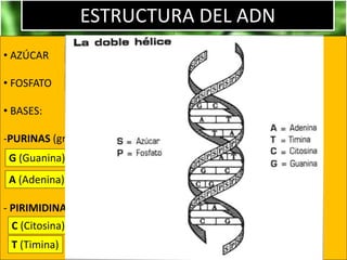 ESTRUCTURA DEL ADN
• AZÚCAR
• FOSFATO
• BASES:
-PURINAS (grandes)
- PIRIMIDINAS (pequeñas)
G (Guanina)
A (Adenina)
C (Citosina)
T (Timina)
Deoxiribosa (ribosa en el ARN)
Fosfodiester
 