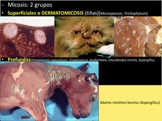 - Micosis: 2 grupos
• Superficiales o DERMATOMICOSIS (tiñas)(Microsporum, Trichophytum)
• Profundas(Histoplasma capsulatum, Cryptococcus neoformans, Coccidioides inmitis, Aspergillus
fumigatus, Actinomyces bovis, Candida albicans)
Histoplasma capsulatum, agente etiológico
de la histoplasmosis, es un hongo que habita
suelos con alto contenido de nitrógeno,
especialmente aquellos enriquecidos con
guano de aves o murciélagos
La criptococosis es una zoonosis ,
que puede afectar piel, SNC y sist.
respiratorio. Su nicho ecológico son
las heces de paloma y desechos de
eucalipto.
Aborto micótico bovino (Aspergillus)
 