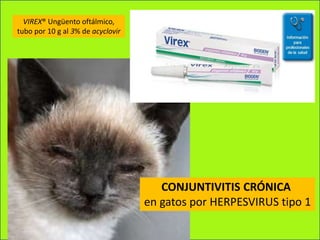 CONJUNTIVITIS CRÓNICA
en gatos por HERPESVIRUS tipo 1
VIREX® Ungüento oftálmico,
tubo por 10 g al 3% de acyclovir
 
