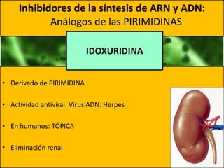 • Derivado de PIRIMIDINA
• Actividad antiviral: Virus ADN: Herpes
• En humanos: TÓPICA
• Eliminación renal
Inhibidores de la síntesis de ARN y ADN:
Análogos de las PIRIMIDINAS
IDOXURIDINA
 
