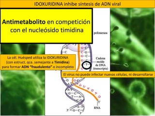 La cél. Huésped utiliza la IDOXURIDINA
(con estruct. qca. semejante a Timidina)
para formar ADN “fraudulento” o incompleto
El virus no puede infectar nuevas células, ni desarrollarse
IDOXURIDINA inhibe síntesis de ADN viral
Antimetabolito en competición
con el nucleósido timidina
 