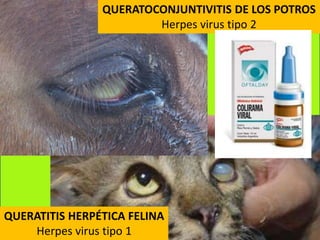QUERATITIS HERPÉTICA FELINA
Herpes virus tipo 1
QUERATOCONJUNTIVITIS DE LOS POTROS
Herpes virus tipo 2
 