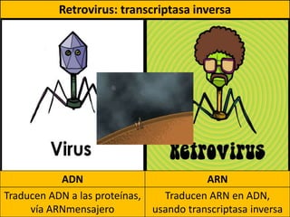 Retrovirus: transcriptasa inversa
ADN ARN
Traducen ADN a las proteínas,
vía ARNmensajero
Traducen ARN en ADN,
usando transcriptasa inversa
 