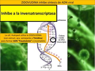 La cél. Huésped utiliza la ZIDOVUDINA
(con estruct. qca. semejante a Timidina)
para formar ADN “fraudulento” o incompleto
ZIDOVUDINA inhibe síntesis de ADN viral
Inhibe a la inversatranscriptasa
 