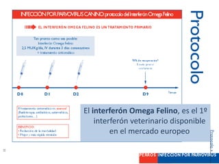 El interferón Omega Felino, es el 1º
interferón veterinario disponible
en el mercado europeo
 