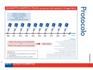 CASO CLÍNICO: Un gato con recidiva de queratitis
herpética tratada con un interferón omega felino
QUERATITIS HERPETICA EN GATOS
 