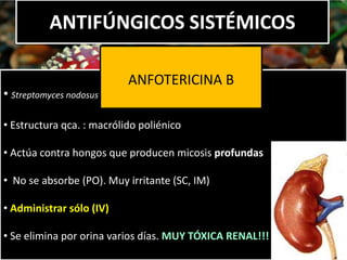 ANTIFÚNGICOS SISTÉMICOS
• Streptomyces nodosus
• Estructura qca. : macrólido poliénico
• Actúa contra hongos que producen micosis profundas
• No se absorbe (PO). Muy irritante (SC, IM)
• Administrar sólo (IV)
• Se elimina por orina varios días. MUY TÓXICA RENAL!!!
ANFOTERICINA B
 