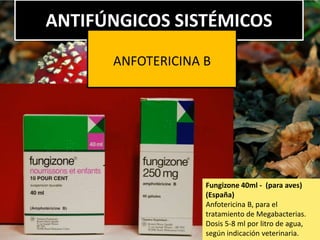 ANTIFÚNGICOS SISTÉMICOS
ANFOTERICINA B
Fungizone 40ml - (para aves)
(España)
Anfotericina B, para el
tratamiento de Megabacterias.
Dosis 5-8 ml por litro de agua,
según indicación veterinaria.
 
