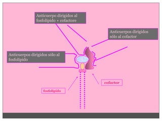 Anticuerpo dirigidos al
               fosfolípido + cofactore

                                           Anticuerpos dirigidos
                                           sólo al cofactor



Anticuerpos dirigidos sólo al
fosfolípido




                                         cofactor

                   fosfolípido
 