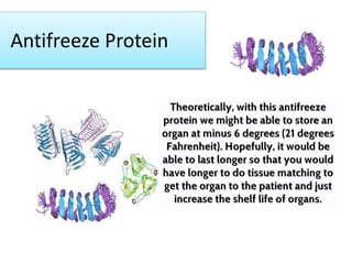 Antifreeze Protein
 