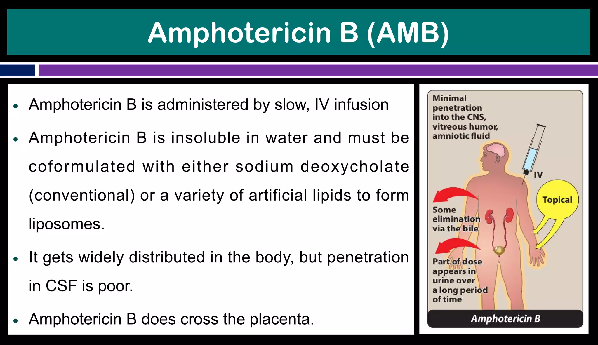 Amphotericin B (AMB)
● Amphotericin B is administered by slow, IV infusion
● Amphotericin B is insoluble in water and must be
coformulated with either sodium deoxycholate
(conventional) or a variety of artificial lipids to form
liposomes.
● It gets widely distributed in the body, but penetration
in CSF is poor.
● Amphotericin B does cross the placenta.
 