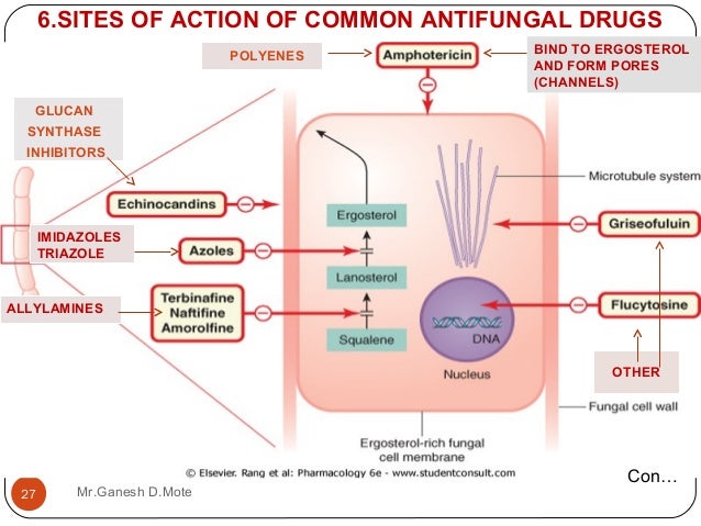 What Is Fluconazole Used To Treat In Dogs What Is Fluconazole Used To Treat In Dogs