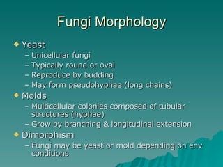Fungi Morphology Yeast Unicellular fungi  Typically round or oval Reproduce by budding May form pseudohyphae (long chains) Molds Multicellular colonies composed of tubular structures (hyphae) Grow by branching & longitudinal extension Dimorphism Fungi may be yeast or mold depending on env conditions 