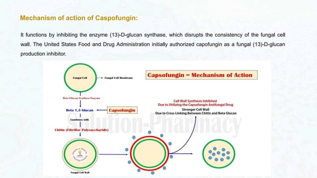 Antifungal Action Mechanism ofs of Azoles, Caspofungin and Terbinafine.pptx
