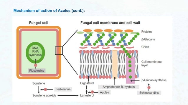 Different Azoles Antifungal Action Mechanism ofs of Azoles, Caspofungin and Terbinafine.pptx