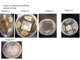Strain no 3 against five different
species of fungi
fungi no 4
Fungi no 3
Fungi no 2
Fungi no 1
Fungi no 5
 
