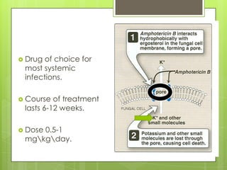  Drug

of choice for
most systemic
infections.

 Course

of treatment
lasts 6-12 weeks.

 Dose

0.5-1
mgkgday.

 