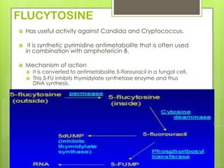 FLUCYTOSINE


Has useful activity against Candida and Cryptococcus.



it is synthetic pyrimidine antimetabolite that is often used
in combination with amphotericin B.



Mechanism of action



It is converted to antimetabolite 5-florouracil in a fungal cell.
This 5-FU inhibits thymidylate synthetase enzyme and thus
DNA synthesis.

 