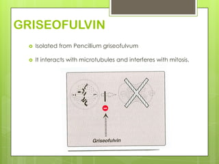 GRISEOFULVIN


Isolated from Pencillium griseofulvum



It interacts with microtubules and interferes with mitosis.

 