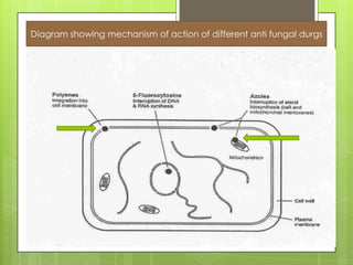 Diagram showing mechanism of action of different anti fungal durgs

 