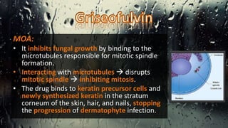 MOA:
• It inhibits fungal growth by binding to the
microtubules responsible for mitotic spindle
formation.
• Interacting with microtubules  disrupts
mitotic spindle  inhibiting mitosis.
• The drug binds to keratin precursor cells and
newly synthesized keratin in the stratum
corneum of the skin, hair, and nails, stopping
the progression of dermatophyte infection.
 