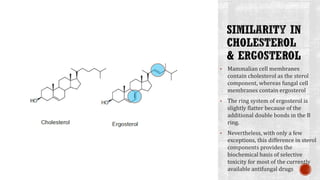 • Mammalian cell membranes
contain cholesterol as the sterol
component, whereas fungal cell
membranes contain ergosterol
• The ring system of ergosterol is
slightly flatter because of the
additional double bonds in the B
ring.
• Nevertheless, with only a few
exceptions, this difference in sterol
components provides the
biochemical basis of selective
toxicity for most of the currently
available antifungal drugs
 