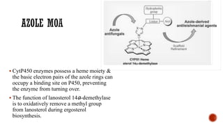 ▪ CytP450 enzymes possess a heme moiety &
the basic electron pairs of the azole rings can
occupy a binding site on P450, preventing
the enzyme from turning over.
▪ The function of lanosterol 14a-demethylase
is to oxidatively remove a methyl group
from lanosterol during ergosterol
biosynthesis.
 