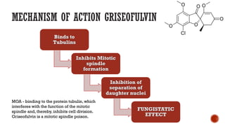 MECHANISM OF ACTION GRISEOFULVIN
MOA - binding to the protein tubulin, which
interferes with the function of the mitotic
spindle and, thereby, inhibits cell division.
Griseofulvin is a mitotic spindle poison.
 