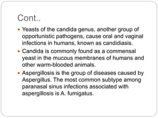 Cont..
 Yeasts of the candida genus, another group of
opportunistic pathogens, cause oral and vaginal
infections in humans, known as candidiasis.
 Candida is commonly found as a commensal
yeast in the mucous membranes of humans and
other warm-blooded animals.
 Aspergillosis is the group of diseases caused by
Aspergillus. The most common subtype among
paranasal sinus infections associated with
aspergillosis is A. fumigatus.
 