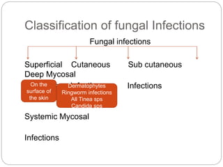 Classification of fungal Infections
Fungal infections
Superficial Cutaneous Sub cutaneous
Deep Mycosal
Infections Infections Infections
Infections or
Systemic Mycosal
Infections
On the
surface of
the skin
Dermatophytes
Ringworm infections
All Tinea sps
Candida sps
 