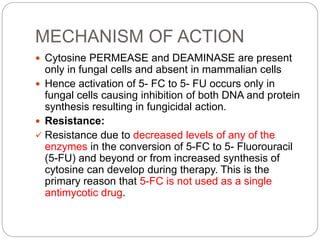 MECHANISM OF ACTION
 Cytosine PERMEASE and DEAMINASE are present
only in fungal cells and absent in mammalian cells
 Hence activation of 5- FC to 5- FU occurs only in
fungal cells causing inhibition of both DNA and protein
synthesis resulting in fungicidal action.
 Resistance:
 Resistance due to decreased levels of any of the
enzymes in the conversion of 5-FC to 5- Fluorouracil
(5-FU) and beyond or from increased synthesis of
cytosine can develop during therapy. This is the
primary reason that 5-FC is not used as a single
antimycotic drug.
 
