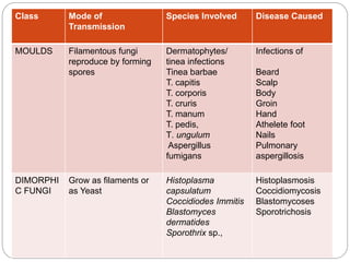 Class Mode of
Transmission
Species Involved Disease Caused
MOULDS Filamentous fungi
reproduce by forming
spores
Dermatophytes/
tinea infections
Tinea barbae
T. capitis
T. corporis
T. cruris
T. manum
T. pedis,
T. ungulum
Aspergillus
fumigans
Infections of
Beard
Scalp
Body
Groin
Hand
Athelete foot
Nails
Pulmonary
aspergillosis
DIMORPHI
C FUNGI
Grow as filaments or
as Yeast
Histoplasma
capsulatum
Coccidiodes Immitis
Blastomyces
dermatides
Sporothrix sp.,
Histoplasmosis
Coccidiomycosis
Blastomycoses
Sporotrichosis
 
