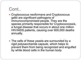 Cont..
 Cryptococcus neoformans and Cryptococcus
gattii are significant pathogens of
immunocompromised people. They are the
species primarily responsible for Cryptococcossis,
a fungal disease that occurs in about one million
HIV/AIDS patients, causing over 600,000 deaths
annually.
 The cells of these yeasts are surrounded by a
rigid polysaccharide capsule, which helps to
prevent them from being recognized and engulfed
by white blood cells in the human body
 