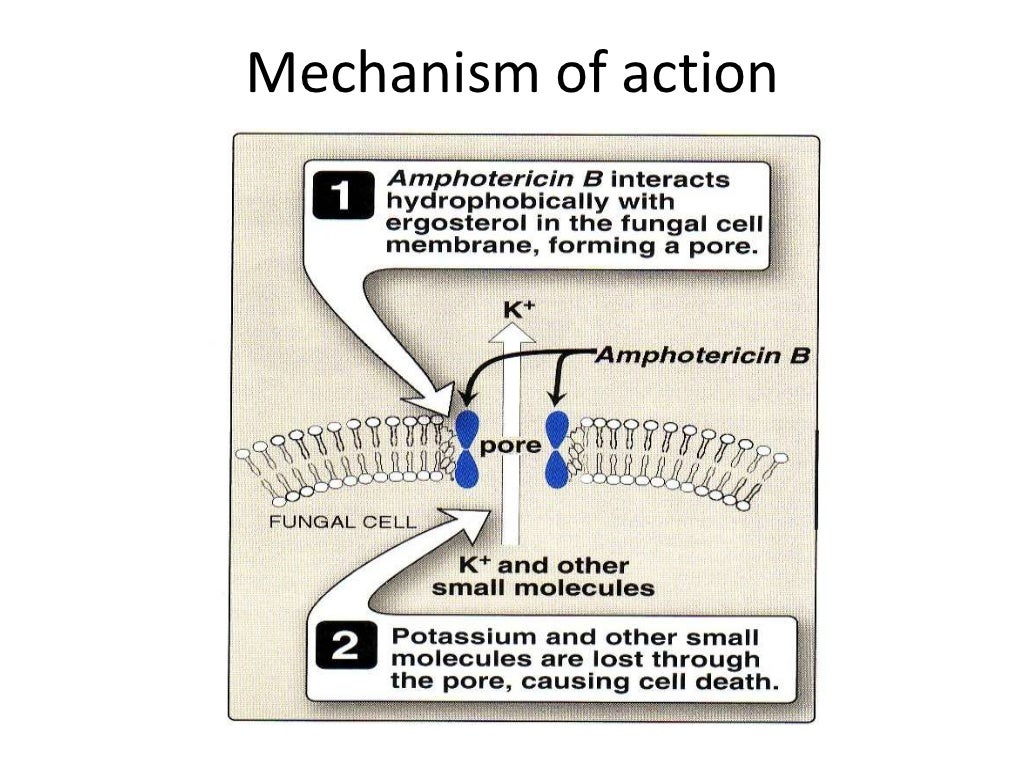 Antifungal drugs