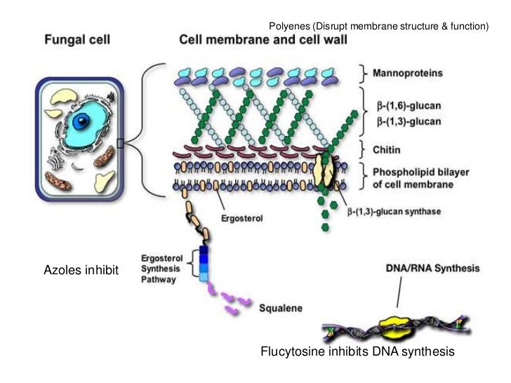 Candidiasis Medication: Azole Antifungals, Glucan ...