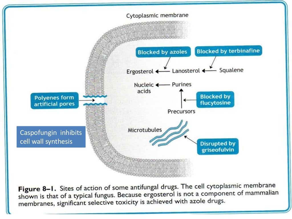 Antifungal drugs