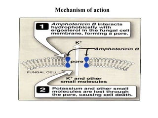 Mechanism of action
 