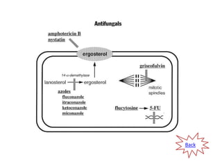Antifungal drugs-Synthetic agents Slide 17