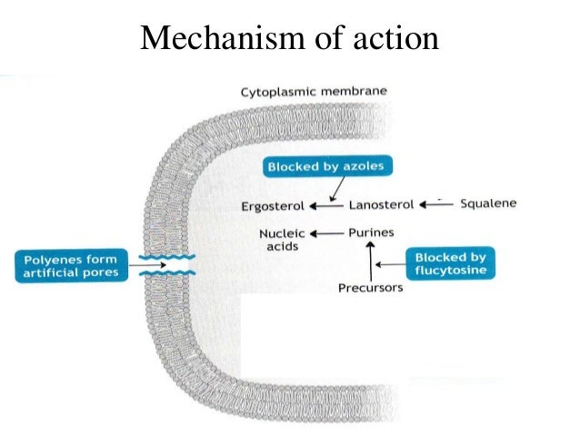 Antifungal drugs 2010 Antifungal drugs 2010