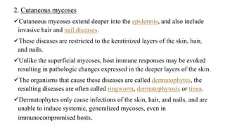2. Cutaneous mycoses
Cutaneous mycoses extend deeper into the epidermis, and also include
invasive hair and nail diseases.
These diseases are restricted to the keratinized layers of the skin, hair,
and nails.
Unlike the superficial mycoses, host immune responses may be evoked
resulting in pathologic changes expressed in the deeper layers of the skin.
The organisms that cause these diseases are called dermatophytes, the
resulting diseases are often called ringworm, dermatophytosis or tinea.
Dermatophytes only cause infections of the skin, hair, and nails, and are
unable to induce systemic, generalized mycoses, even in
immunocompromised hosts.
 