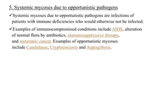 5. Systemic mycoses due to opportunistic pathogens
Systemic mycoses due to opportunistic pathogens are infections of
patients with immune deficiencies who would otherwise not be infected.
Examples of immunocompromised conditions include AIDS, alteration
of normal flora by antibiotics, immunosuppressive therapy,
and metastatic cancer. Examples of opportunistic mycoses
include Candidiasis, Cryptococcosis and Aspergillosis.
 