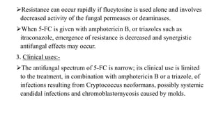 Resistance can occur rapidly if flucytosine is used alone and involves
decreased activity of the fungal permeases or deaminases.
When 5-FC is given with amphotericin B, or triazoles such as
itraconazole, emergence of resistance is decreased and synergistic
antifungal effects may occur.
3. Clinical uses:-
The antifungal spectrum of 5-FC is narrow; its clinical use is limited
to the treatment, in combination with amphotericin B or a triazole, of
infections resulting from Cryptococcus neoformans, possibly systemic
candidal infections and chromoblastomycosis caused by molds.
 