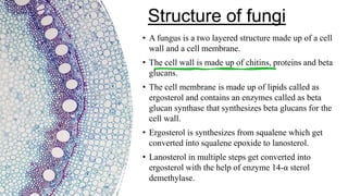 Structure of fungi
• A fungus is a two layered structure made up of a cell
wall and a cell membrane.
• The cell wall is made up of chitins, proteins and beta
glucans.
• The cell membrane is made up of lipids called as
ergosterol and contains an enzymes called as beta
glucan synthase that synthesizes beta glucans for the
cell wall.
• Ergosterol is synthesizes from squalene which get
converted into squalene epoxide to lanosterol.
• Lanosterol in multiple steps get converted into
ergosterol with the help of enzyme 14-α sterol
demethylase.
 