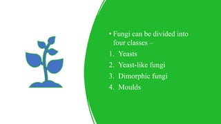 • Fungi can be divided into
four classes –
1. Yeasts
2. Yeast-like fungi
3. Dimorphic fungi
4. Moulds
 