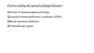 Factors aiding the spread of fungal disease:-
Action of immunosuppressant drugs
Acquired immunodeficiency syndrome (AIDS)
Broad-spectrum antibiotics
Chemotherapy agents
 