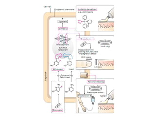 Antifungal drugs_E.ppt